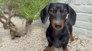 Mini Dachshund gives a tour of our garden.