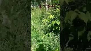 луговые травы и цветы, конец июля