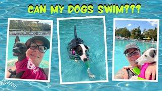 Can My Dogs Swim?! Last Pool Weekend at Rainbow Mountain #vlog