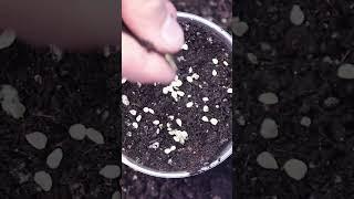 Tomato Seed Starting Basics