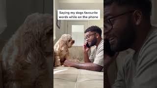 Saying my dogs favourite words while on the phone #shorts #cockapoo #dogs