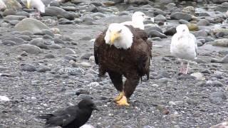 Bald Eagle Walking