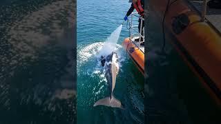 "Rescuing a Stingray: A Gentle Cleaning #StingrayRescue #OceanConservation #WildlifeCare"