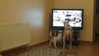 Jack russell terrier watching tv