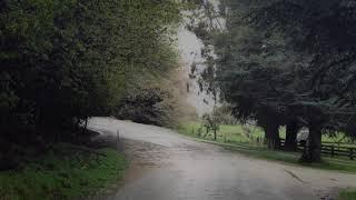 Soft Rain Sounds in Countryside 10 Hours, Sound of Rain to Relax, Sleep, Study, Beat insomnia