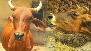 cute cow video Ep - 05  #cow #village #animals #sound