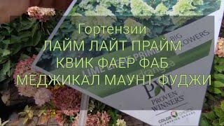 Гортензии Лайм Лайт прайм, Квик фаер фаб, Меджикал маунт Фуджи, Литл Лайм Панч 