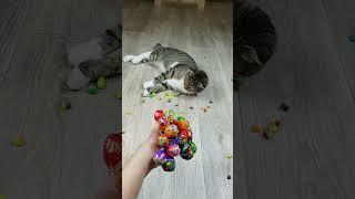 Cat Barsik  ⭕ Beads  Funny Cat Vasj Reverse Video Marbles