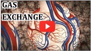 Gas Exchange in Lungs Physiology Video Animation - MADE EASY