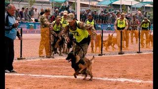 “Dog biatlon” musobaqasiga start berildi / Стартовали соревнования «Дог биатлон»