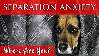 Relaxing Music for Dogs with Separation Anxiety | WOW!