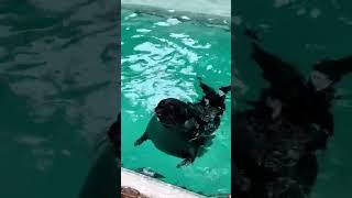 Cute seal makes funny sounds at the show in the Baikal nerpinaria!