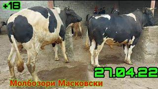 Молбозори Масковски нархи Бука гову мол 27 апреля 2022 г.