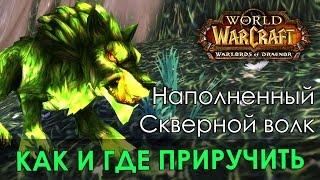 Наполненный Скверной волк, Как и где приручить, World of Warcraft