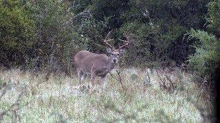 Wade Hunts the Son of a Legendary Buck