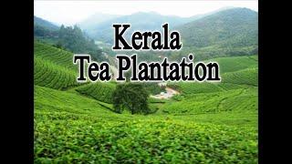 Huge Tea Plantation In Kerala, India