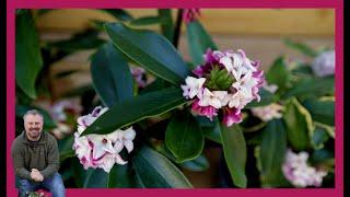 Daphne odora - Best Fragrant Shrub?