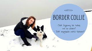 TYPOWY DZIEŃ Z BORDER COLLIE 