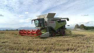 Claas Trion 750 TT   riso 2024