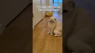 Siri is jealous  #alexa #siri #husbandandwifejokes #kikicutekitty #relatable #funny #comedy