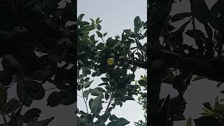 Apple Fruit Set This Year Without PGR | Peer Speaks | Must Watch