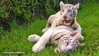 White Tiger Cubs at Kowiachobee Animal Preserve in Naples, Florida