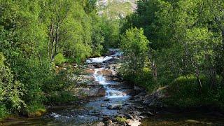 Birds singing by a river in the forest. 12 hours of relaxing nature sounds