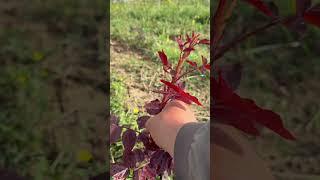 Pruning roses