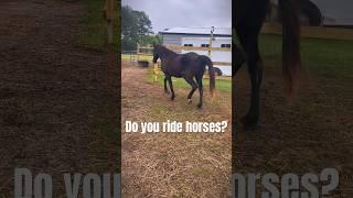 Do you have horses?let me know in the comments  @Ella loves horses
