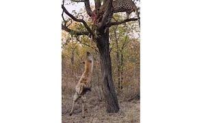 Leopard lifts a hyena