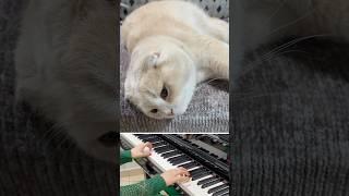 Almaz the Cat lives his best life (Scottish Fold) #catsruleeverythingaroundme
