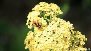 Late summer flowers for bees