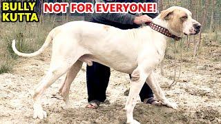 Bully Kutta: A Powerful Breed That Requires Responsible Handling