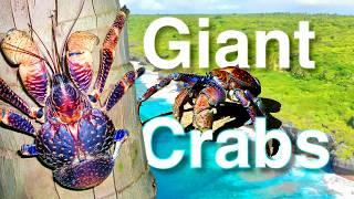 Giant coconut crabs: Niue's Uga land crabs