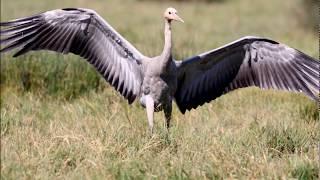 Photos of  Cyprus Birds - Cyprus bird watching