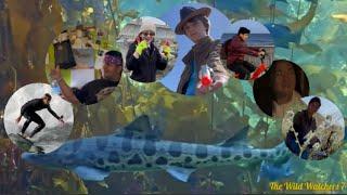 Wildlife jazzz Outro 2022 ~ The Wild Watchers 7