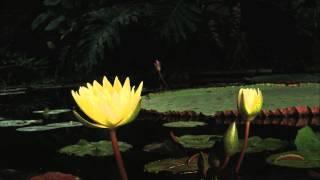 Inside the Waterlily House, the hottest and most humid environment at Kew