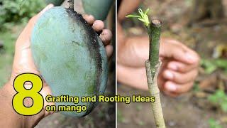 fascinating! 8 Ideas To Grafting and Rooting Mango Plant - Tree