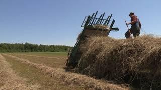 Loose Haying with Horses on the Davis Family Farm