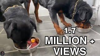 Feeding Our Rottweilers RAW Diet - Part 1