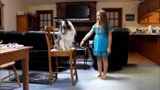 Blue Merle Sheltie Dog tricks with Patch & his girl Rachel