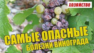 Опасные болезни винограда и как с ними бороться