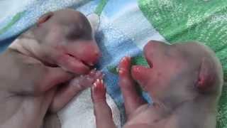 Rescue puppies (neonatal resuscitation). Спасение (реанимация) щенков