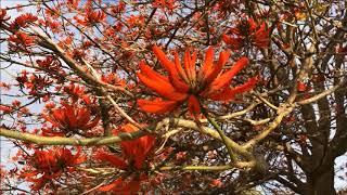 Coral Tree