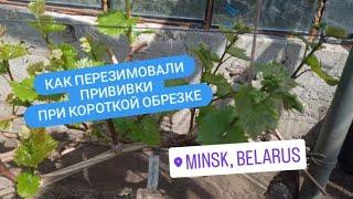 Прививки Дынька, Красная пуля, Солнышко. Беларусь, Минск. Виноград  Писанки О.М.