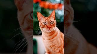 graceful kitty demonstrates the art of purrfection!//#viral #shorts #short