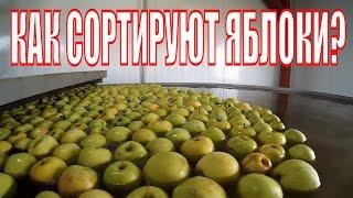 Как сортируют яблоки?