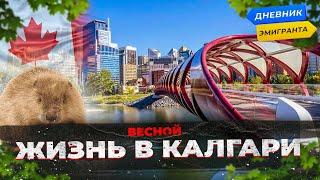 Жизнь В Калгари Весной