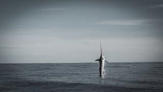 Sword fishing in NZ