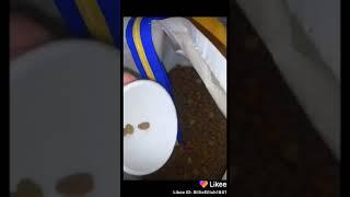 пытаюсь затроллить собаку (Лайк)